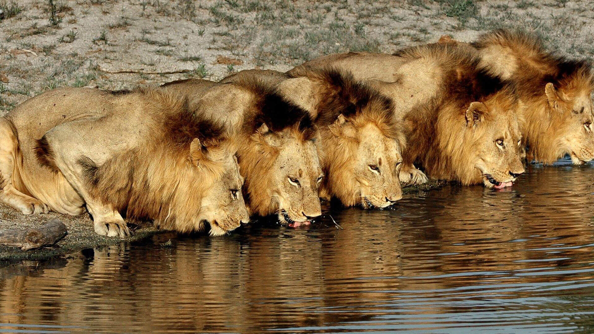 lions tour cost
