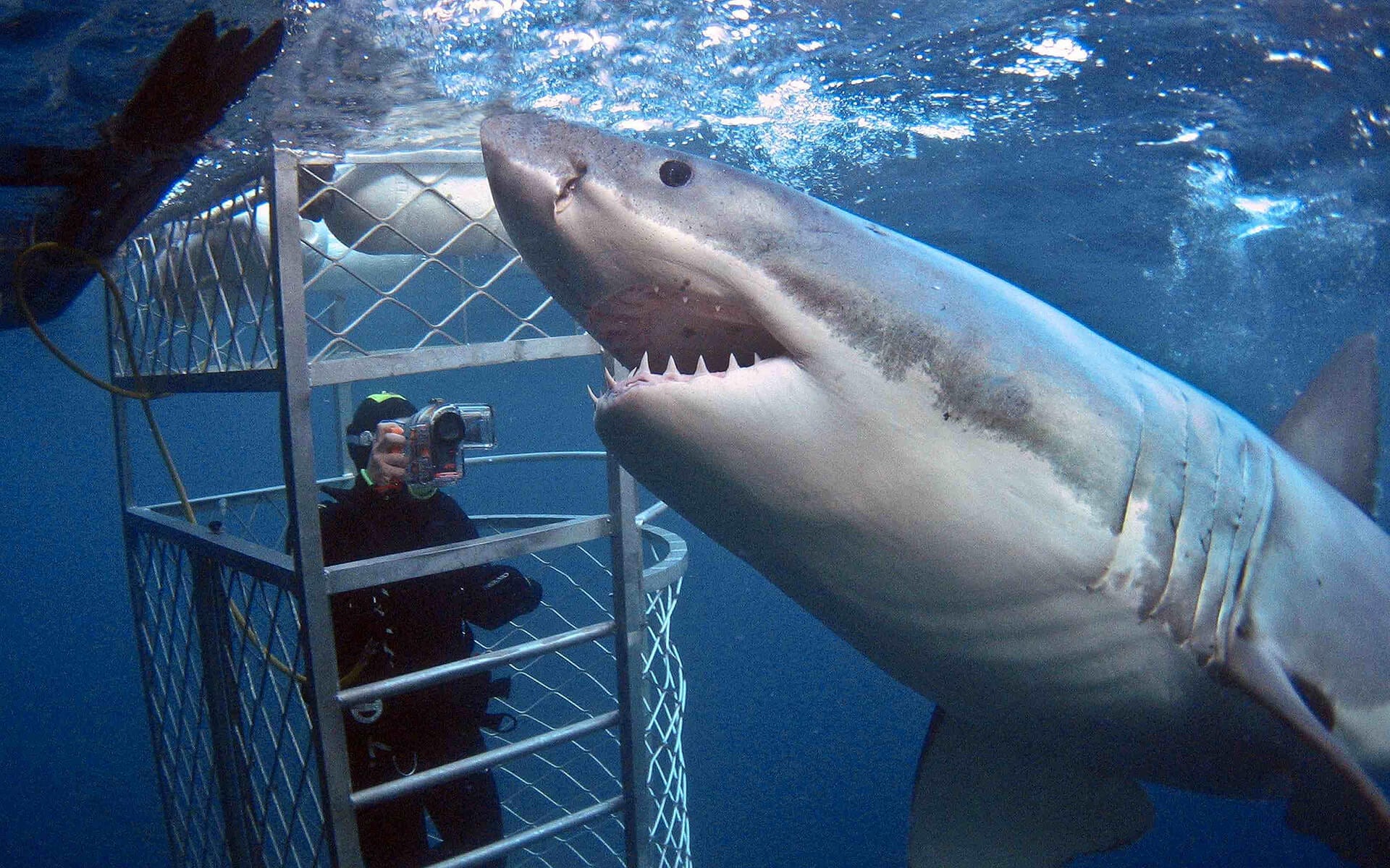 White Shark Cage Diving |Travel Republic Africa